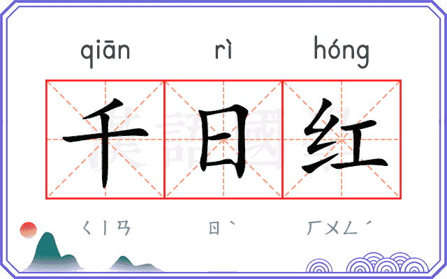千日红