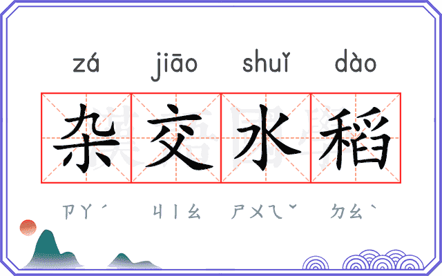 杂交水稻 杂交水稻