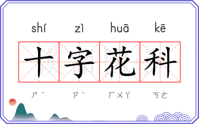 十字花科 十字花科