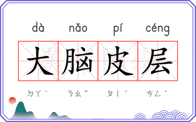 大脑皮层