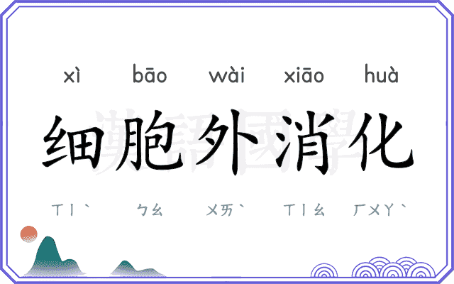 细胞外消化 细胞外消化