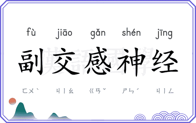 副交感神经 副交感神经